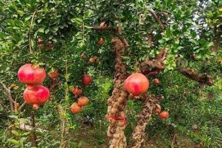 石榴用什么肥料最好