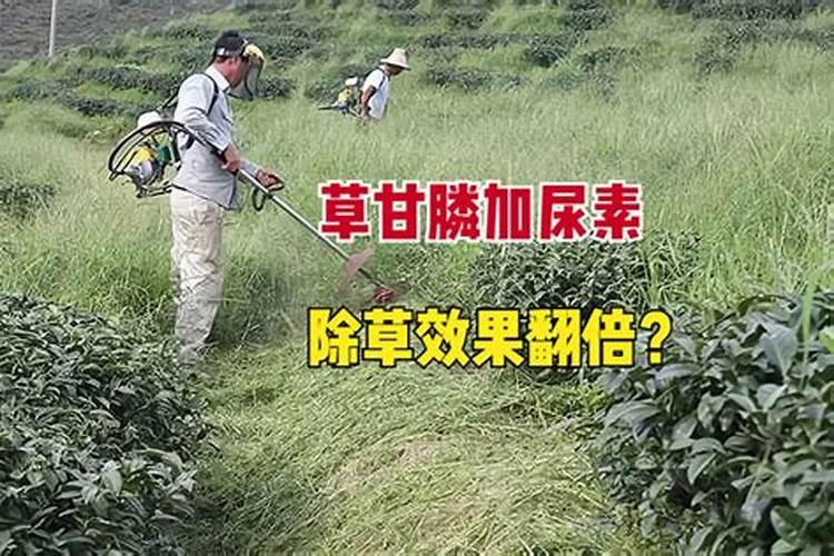 高粱打除草剂后,高粱苗蜷缩着头是怎么了？