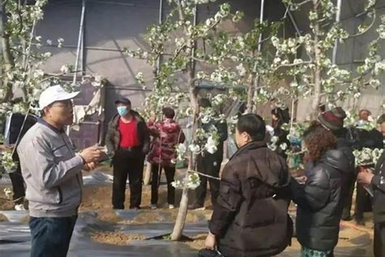 樱桃苗木的施肥追肥要注意哪些问题