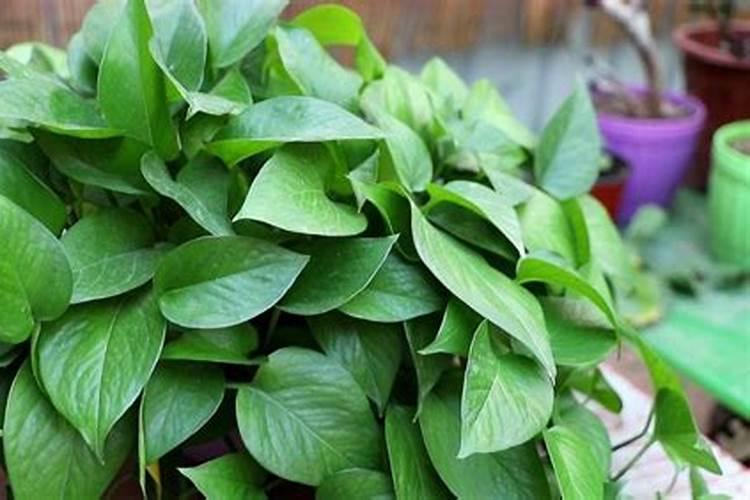 什么是化学钾肥