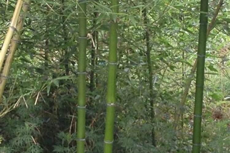 毛竹应该什么时候施肥