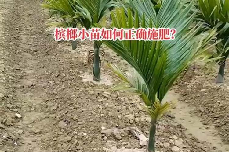 槟榔催花技巧