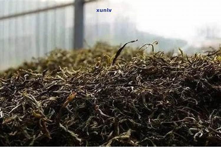 干茶叶可以做肥料吗