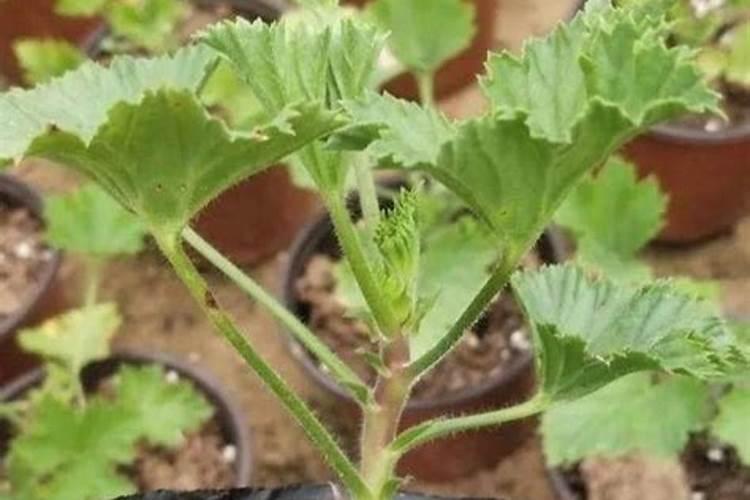 什么肥料对兰花发芽生根开花最好