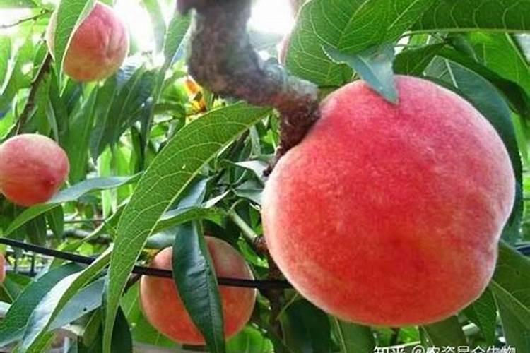 无花果追肥用什么肥料好