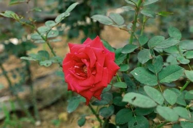 猕猴桃施基肥方法