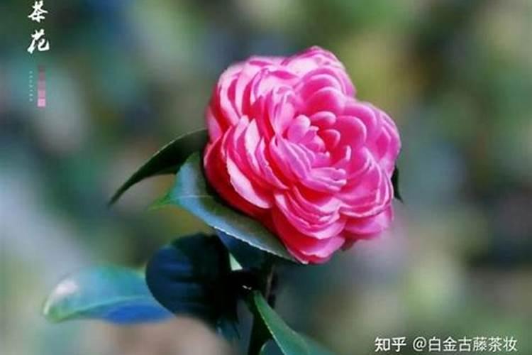 磷酸二氢钾和复合肥哪个好