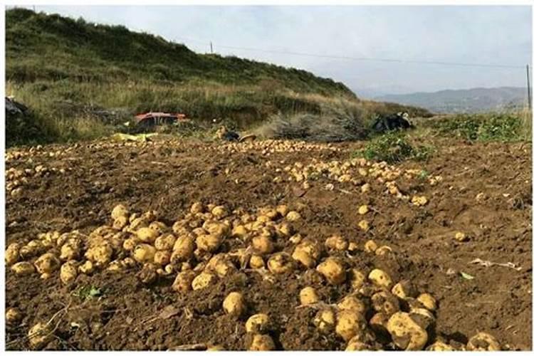 饼肥适合浇什么花