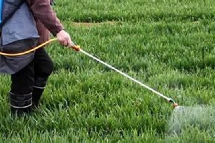 硼肥怎么施效果最好