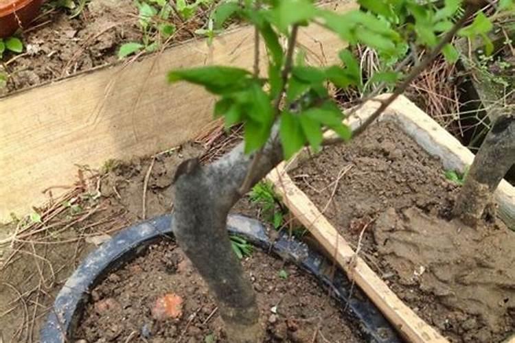 微量元素锌对人体的作用