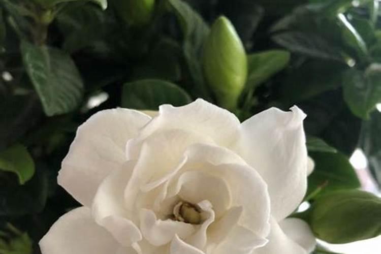 栀子花用什么肥