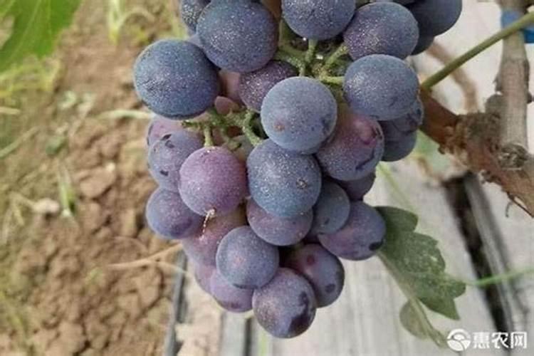 橘子和西瓜能一块吃吗