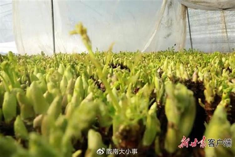 人工种植的“野菜”还算是真正的野菜吗？为何城里人如此喜欢野菜？