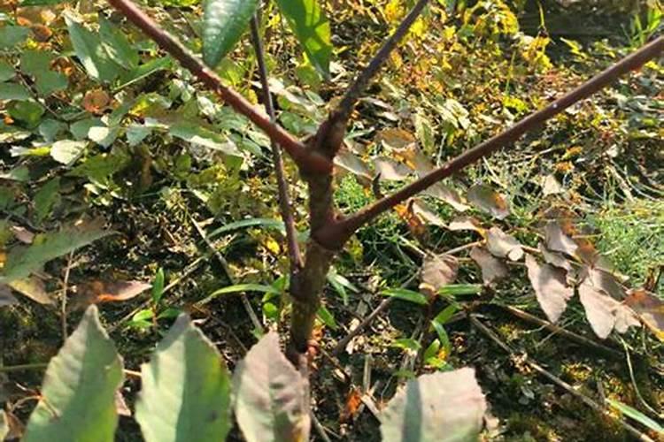 河南的农业种植结构都有什么？