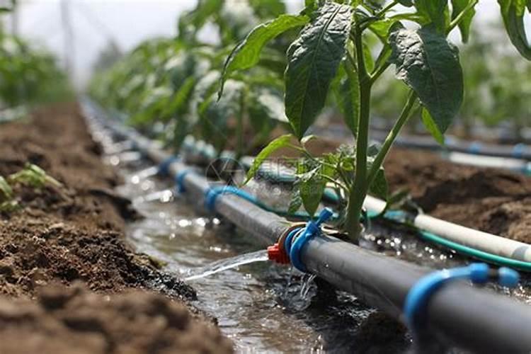 干苔藓会发霉吗