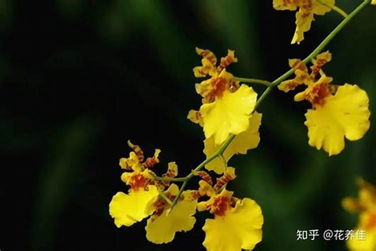 花肥种多了该怎么补救,叶子开始发黄