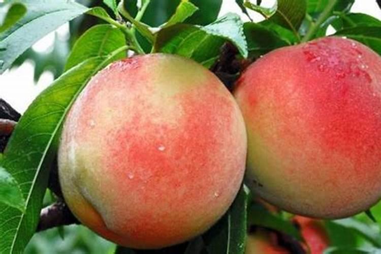 海水的重要元素有几种？