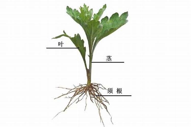 湖北紫卉牡丹产业发展有限公司怎么样？