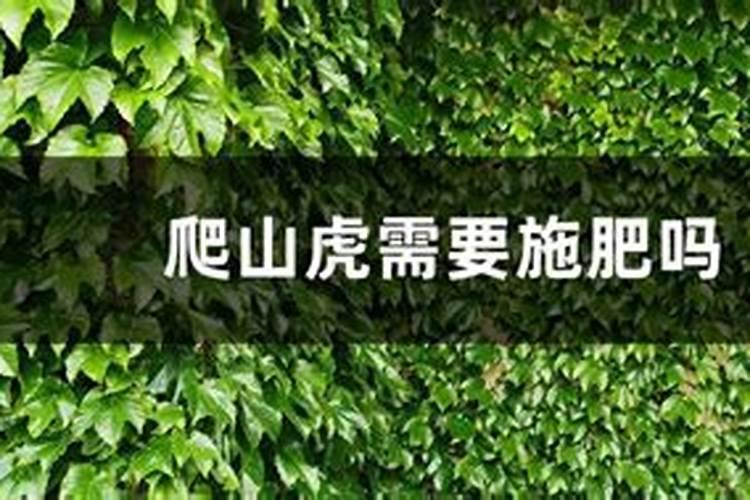 爬山虎的施肥方法什么肥料好？