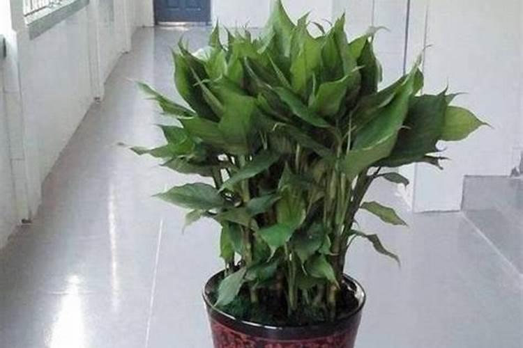 万年青施什么肥最好