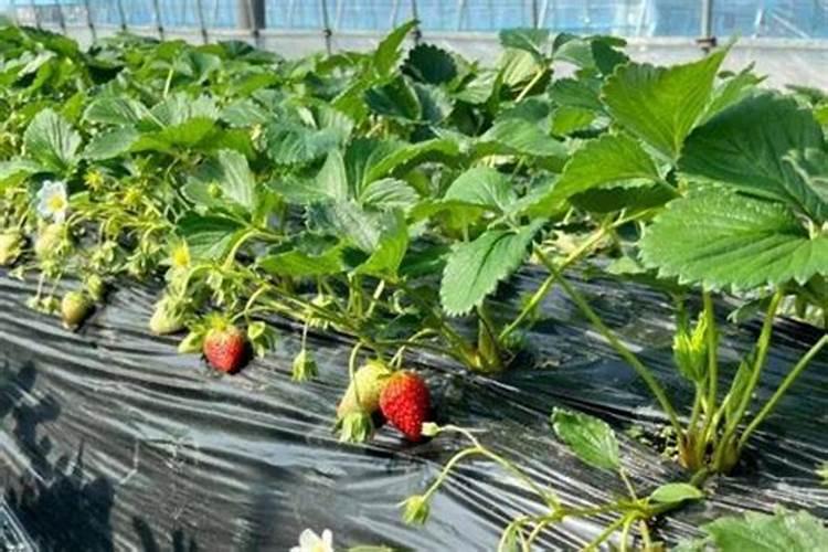 恶霉灵用在叶菜上影响口感吗