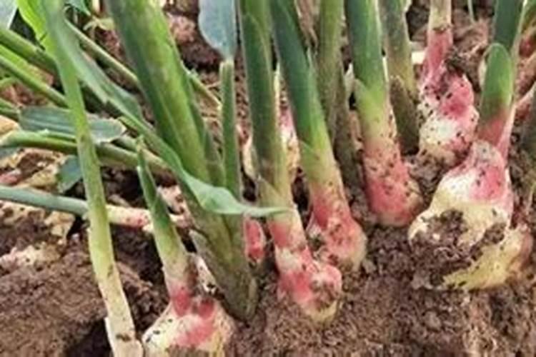 龙眼树叶子边缘有点干枯,是什么病害,有什么防治方法？(如图)