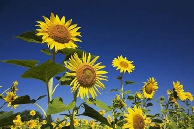 吡唑醚菌酯、苯醚甲环唑、三唑酮、己唑醇、芸苔素能一起打吗？