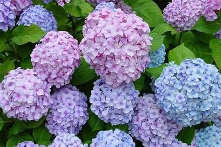 骨粉钙肥的施用方法请回答