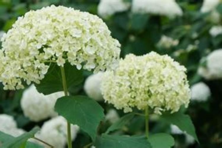 绣球花几月施肥