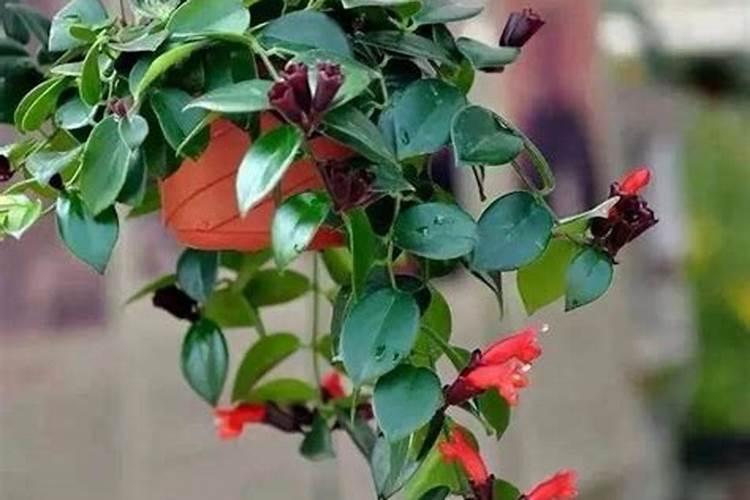 荔枝果开裂是什么引起的用什么药