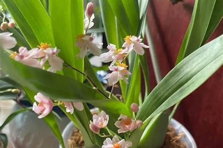 花苗移植多久可以施肥