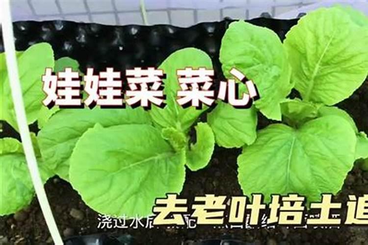 蔬菜哪些肥料可以用作基肥？蔬菜用什么肥料长得好？