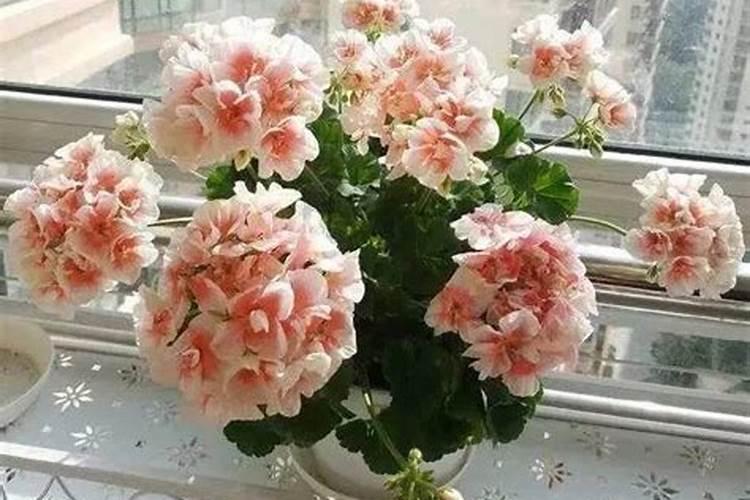 天竺葵夏天怎么养