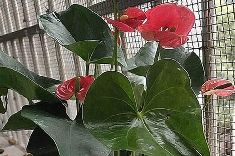 种植脐橙如何施肥效果更好