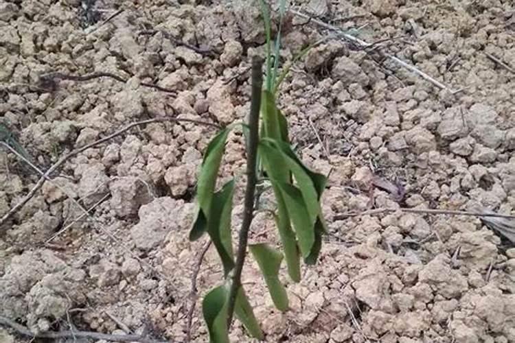 什么肥含磷钾？