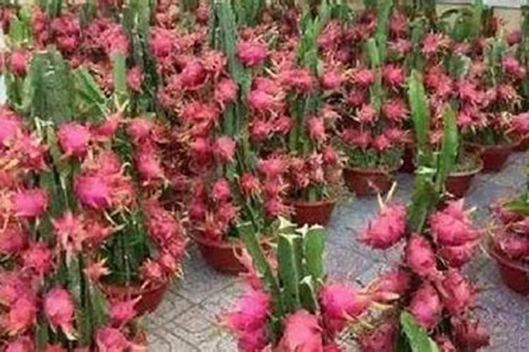 火龙果开花期肥水如何管理？