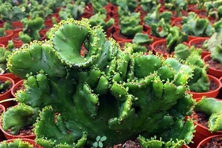 氨基酸叶面肥的功效与作用 氨基酸叶面肥优缺点有哪些