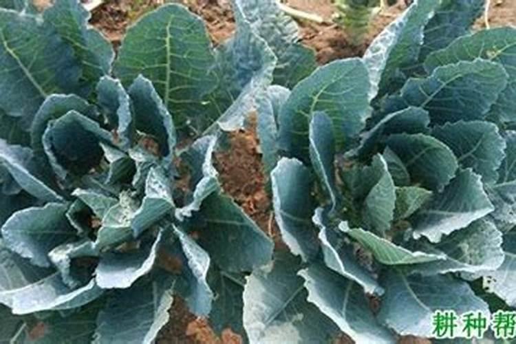 油菜什么时候打多效唑最好