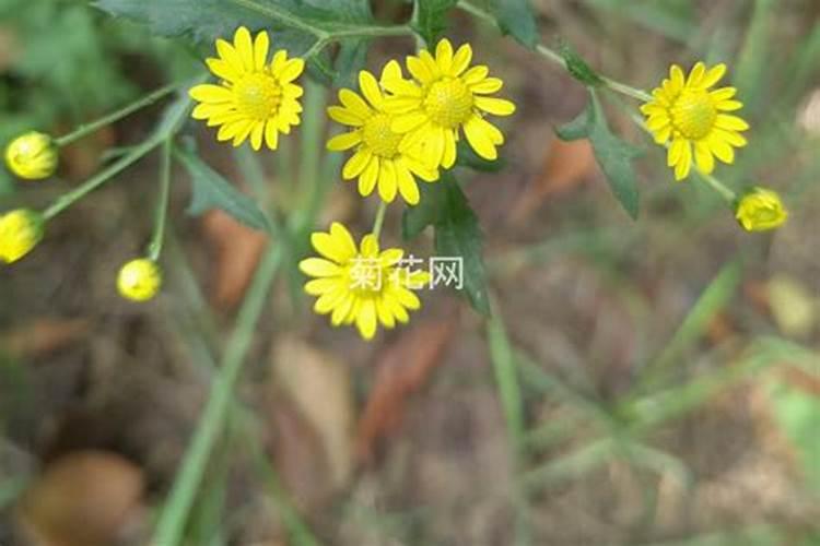 尿素当叶面肥使用方法