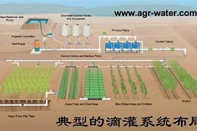 君子兰怎样浇水施肥