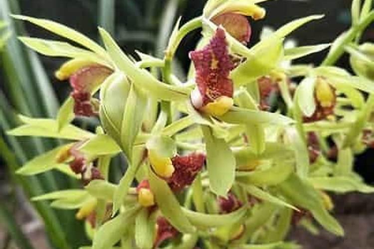 哪些粪肥是酸性的