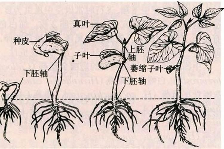 兰花喷叶面肥后需要擦试干净吗