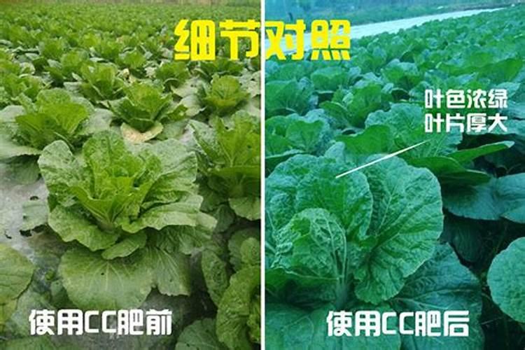 种植大白菜想要提高产量和质量,都有哪些方法？