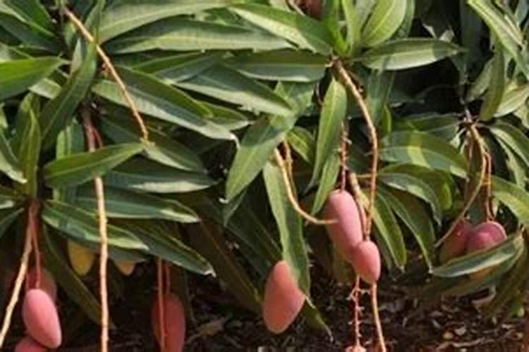 芒果施肥时间和方法简介
