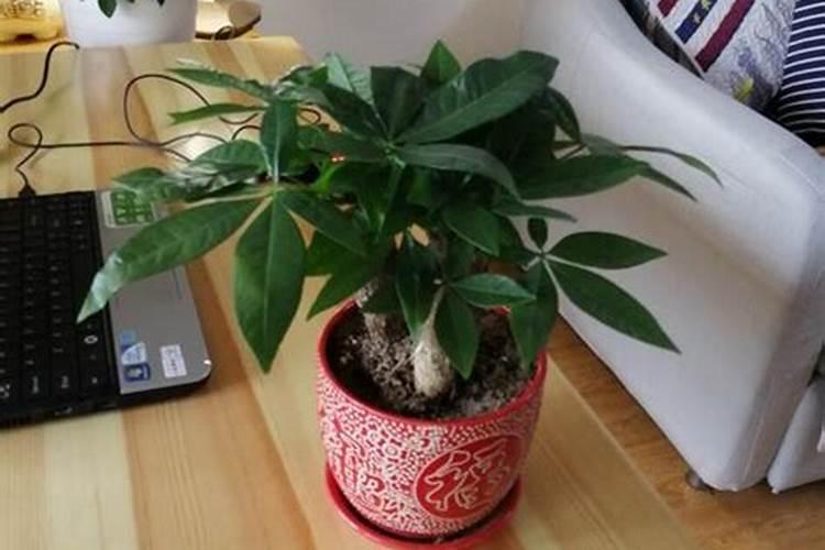 复合肥可以浇发财树吗