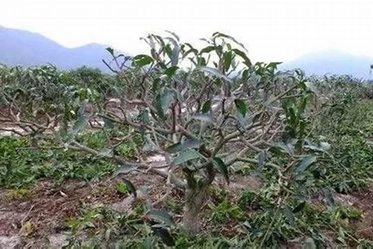 芒果什么时候施肥,芒果如何施肥