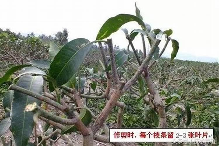 芒果施肥管理技术 芒果施肥管理技术是怎样的