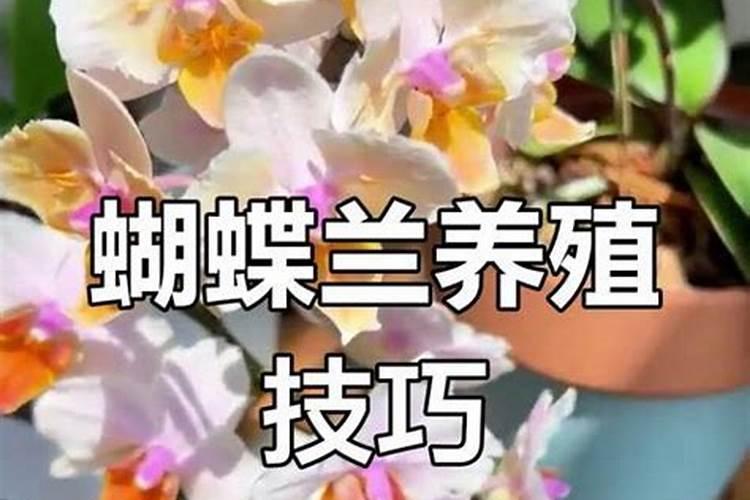 桔子树结的桔子掉了好多怎么办