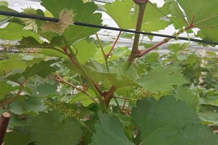 葡萄树开花前施什么肥料(葡萄花前肥什么时候施为好)