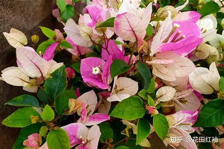 猕猴桃什么时候施磷酸二氢钾